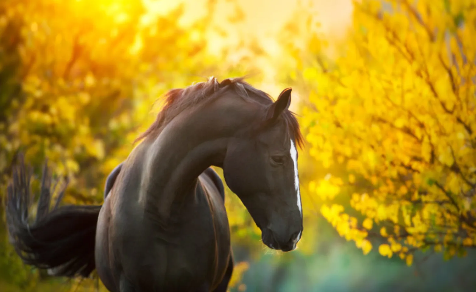 Performance Horse Sunset with Yellow Trees